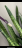 GRAPE  Камуфлирующая база  FRENCH   №26   15мл   Limited